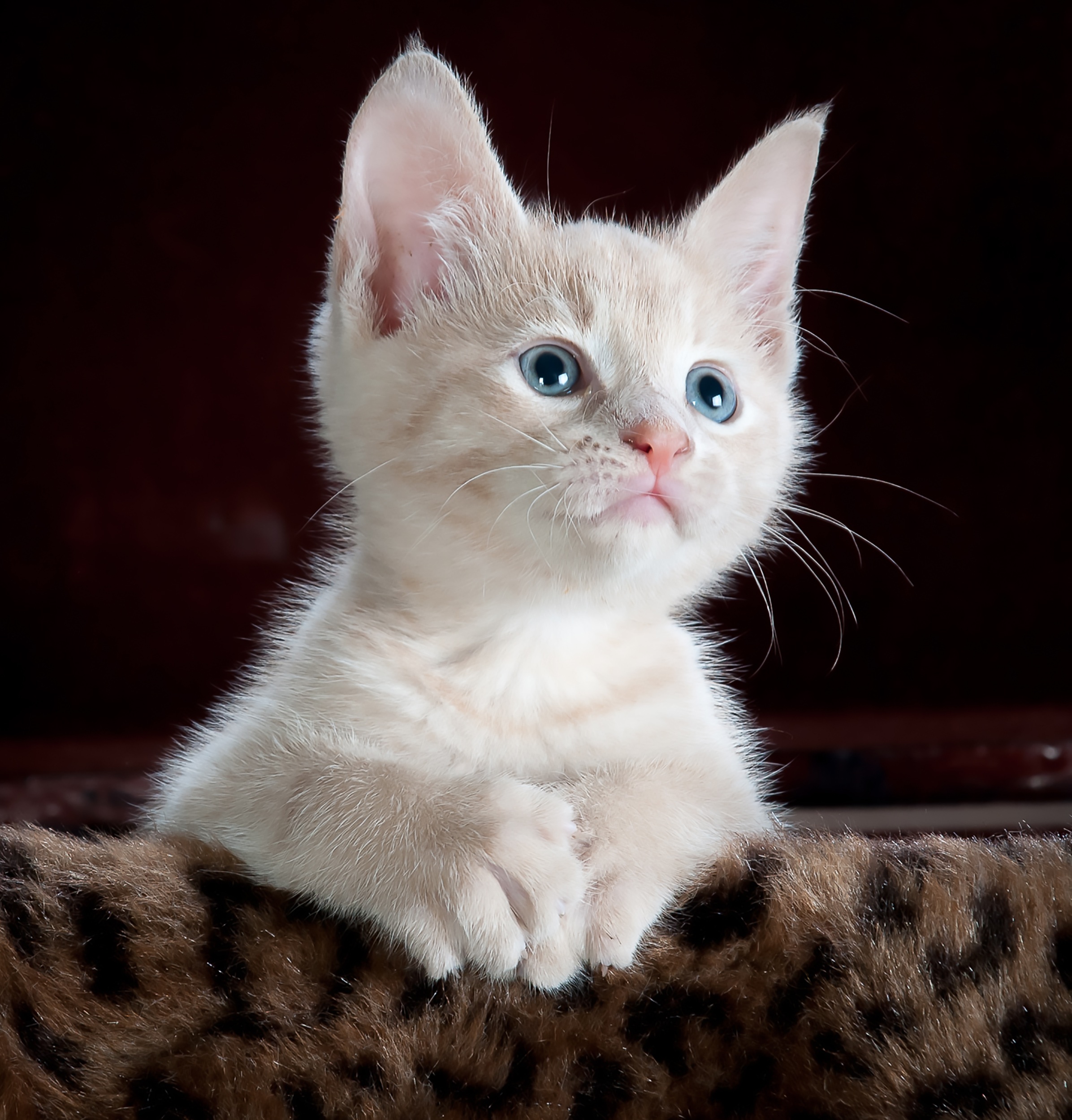 picture of white cat
